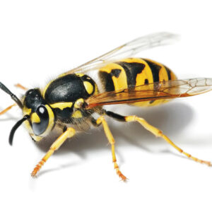 CEBO PARA AVISPAS (2 UNIDADES)