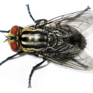 CEBO PARA MOSCAS (2 UNIDADES)