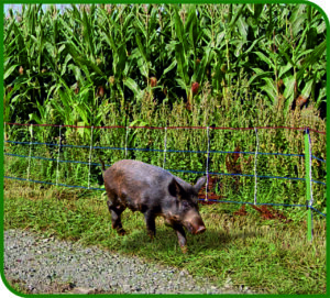 MALLA ESPECIAL JABALÍS