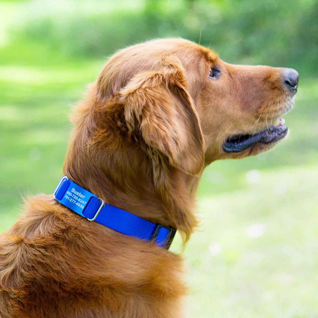 COLLAR NYLON REFORZADO PARA PERROS. ( 70 x 2.5 cms. ) - Imagen 2